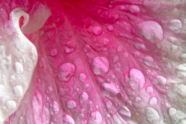 Gouttes de pluie