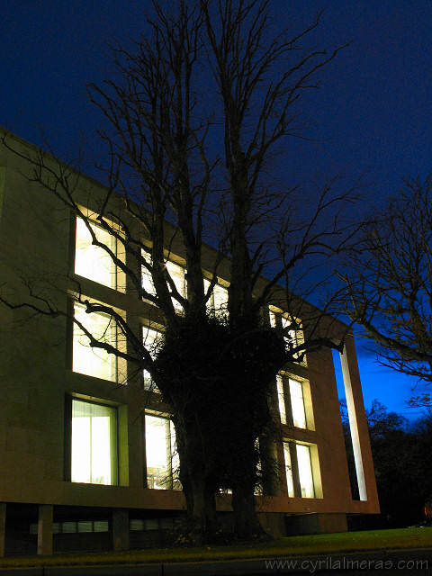 building and tree