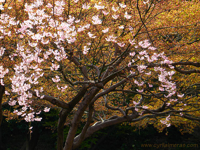 fleurs de cerisier sur feuillage dore