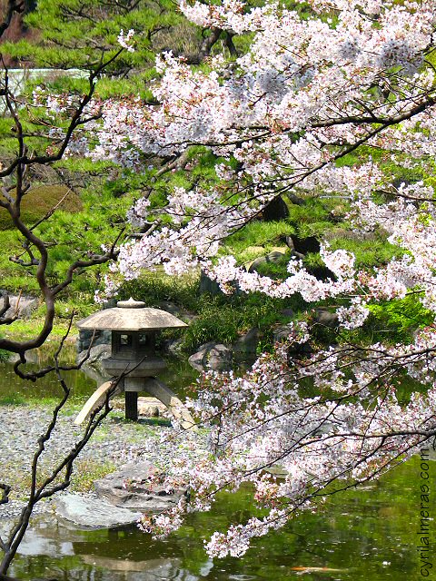 imperial palace garden cherry blossom
