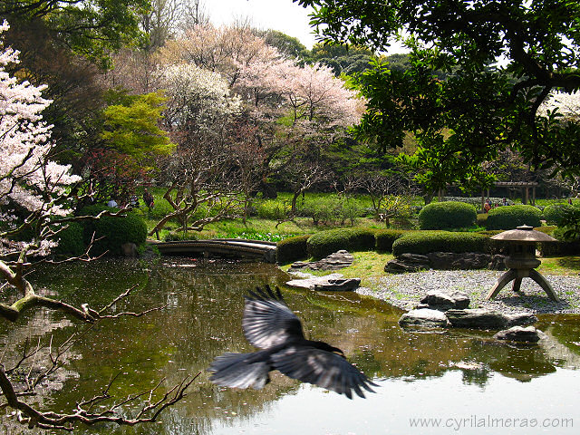 envol d'oiseau dans le jardin de l'imperial palace