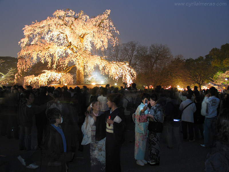 japonaises devant un cerisier en fleur