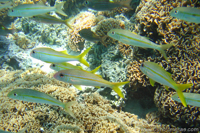 Poissons tropicaux