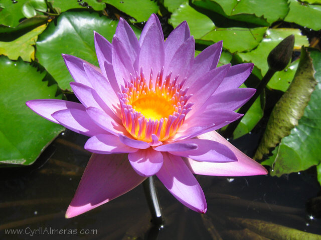 Fleur de nenuphar mauve et jaune