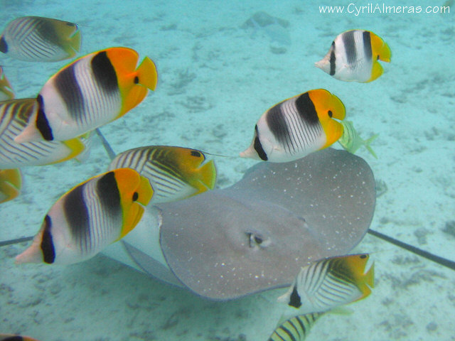 raie pastenague et  poissons papillon