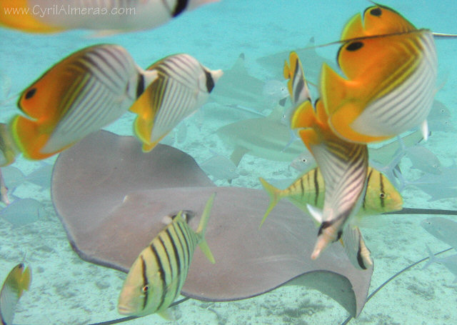 requins pointe noire raie pastenague papillon