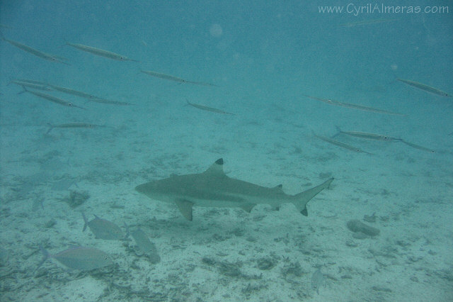 black-tipped shark