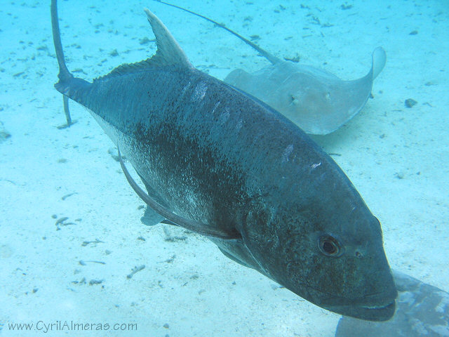 caranx and sting ray