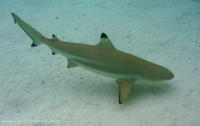 Photo de requin pointe noire