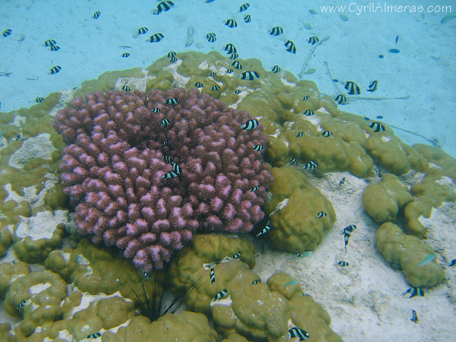 corail rose et demoiselles bagnardes