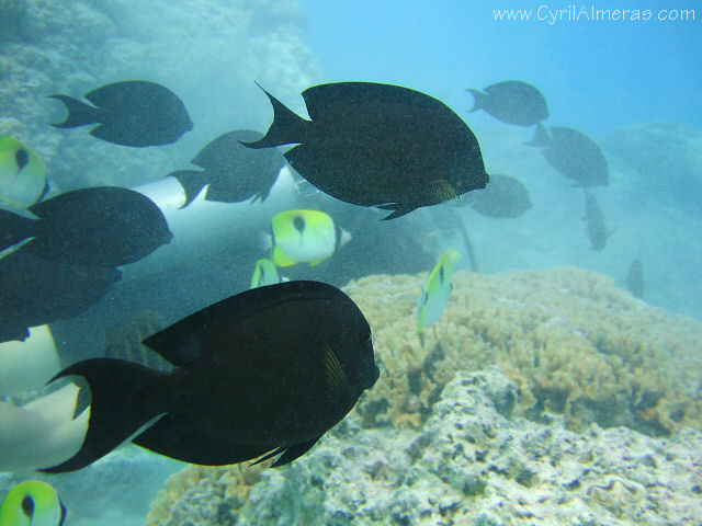 poisson chirurgien strié