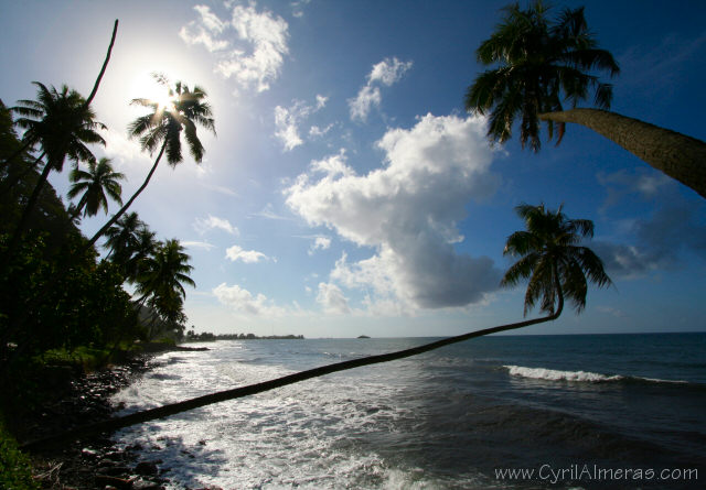 cocotiers etranges tahiti