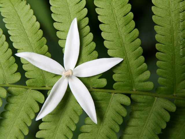 Etoile blanche fougere fleur