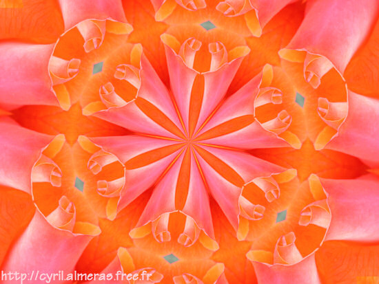 Kaleidoscope de roses oranges