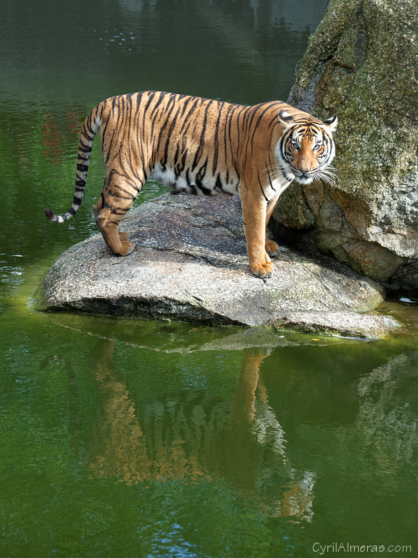 photo de tigre