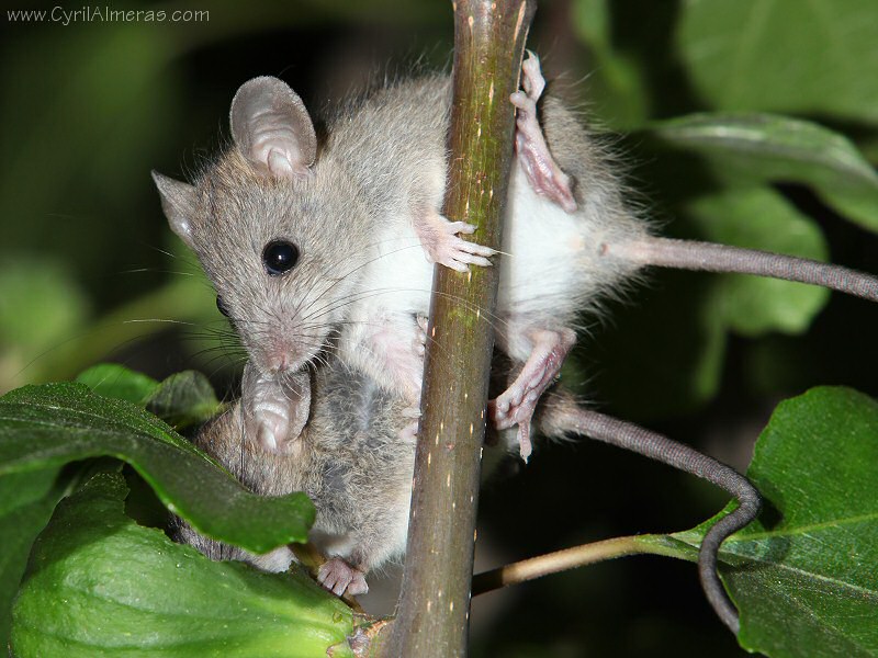 Photos de souris qui mangent des figues