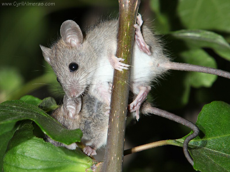 souris sur branche