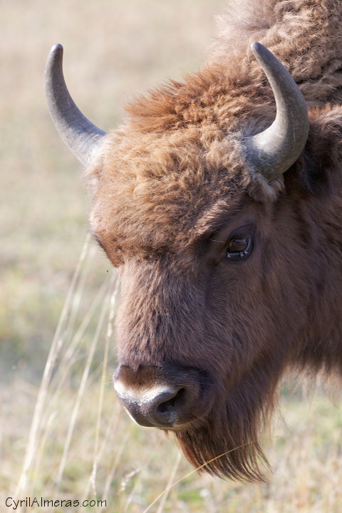 bison d europe