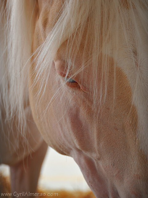 cheval rose orange yeux bleux