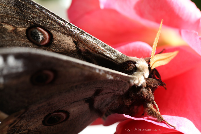 grand paon de nuit rose