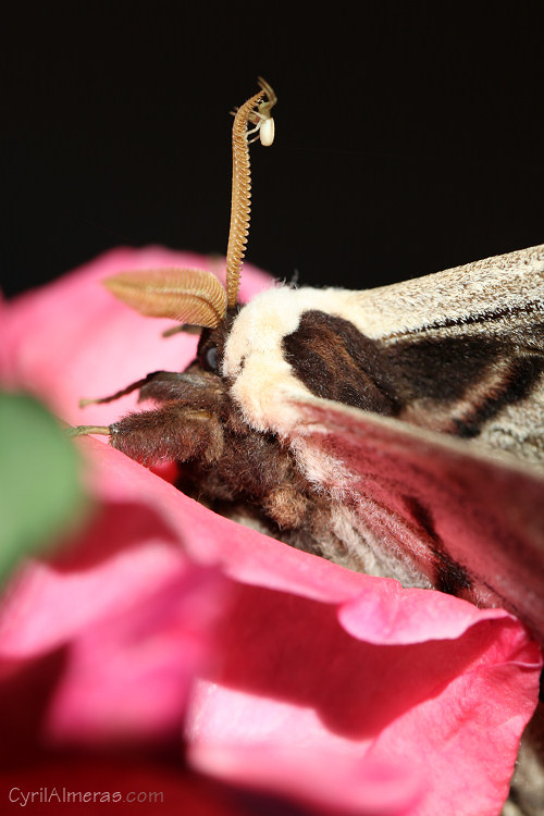 araignee assaut papillon