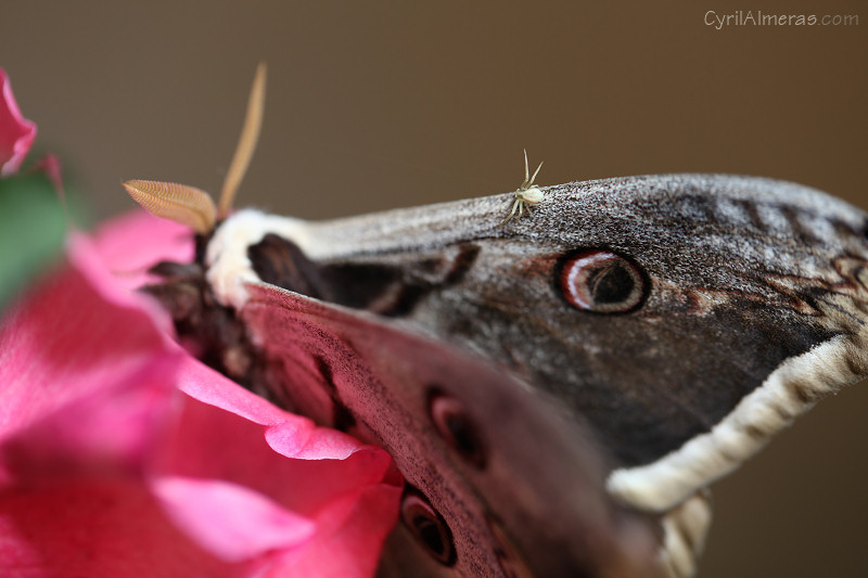 spider versus huge butterfly