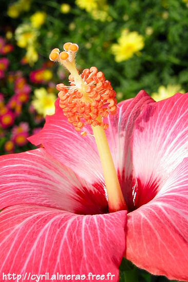 Hibiscus