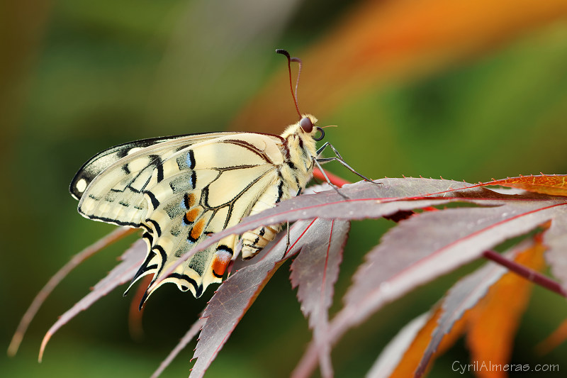 Photo de papillon Machaon, Grand porte-queue