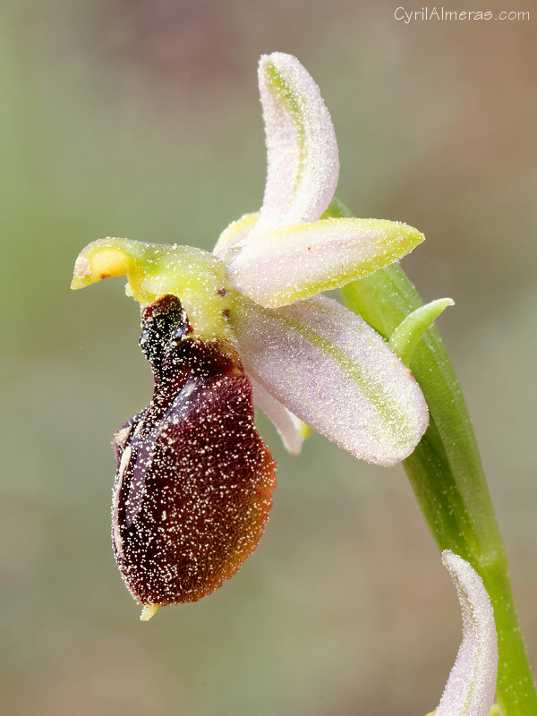 orchidee ophrys exaltata