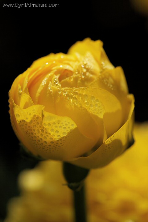 photos-de-fleurs-orchid-es-sauvages-marguerite-arum-coquelicots