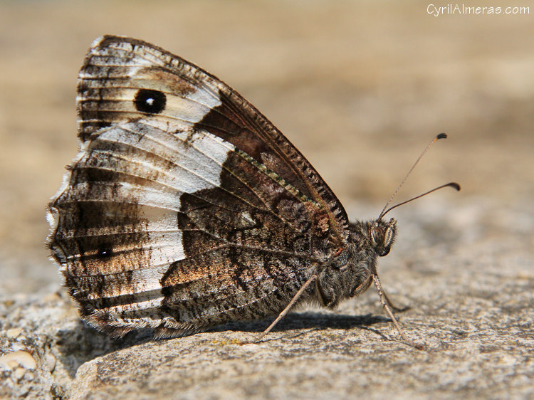 Nymphalidae Satyrinae, Hipparchia alcyone. "Le petit Sylvandre"