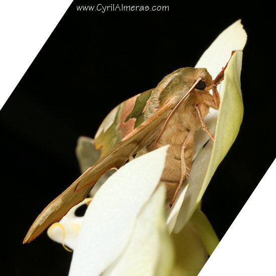 Photo Papillon graphique Sphinx du tilleul