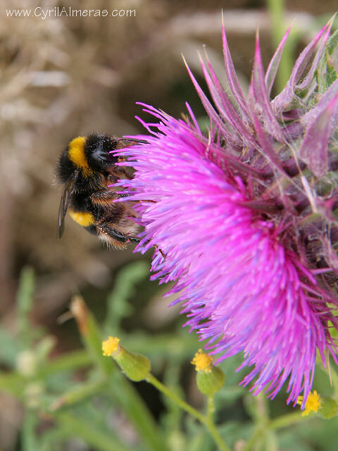 bourdon qui butine une fleur