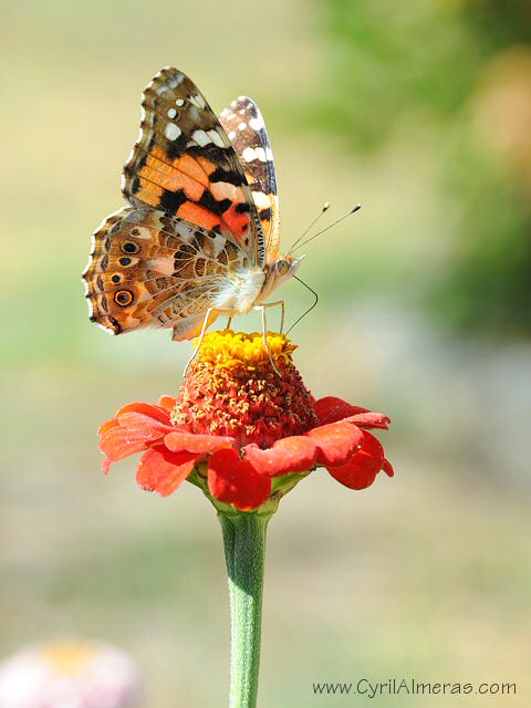papillon belle dame