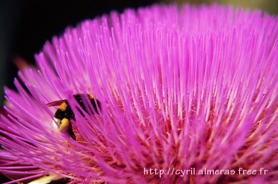 Photo : Bourdon dans fleur d'artichaut