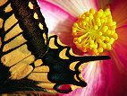 Butterfly on flower