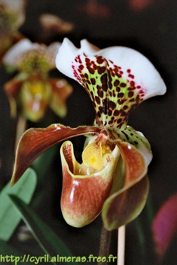 Photo : Orchidée Sabot de Venus