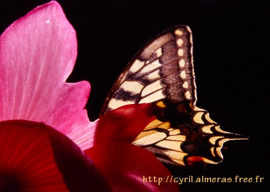 Papillon Monarche a contre jour