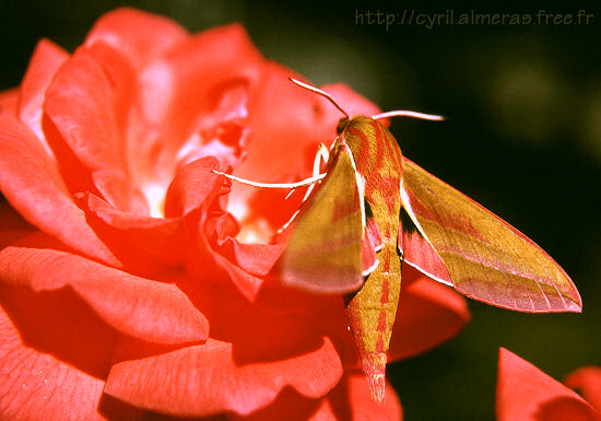 Photo : Papillon de nuit sur rose saumon