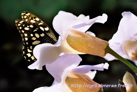 Papillon orchidee mauve contre jour
