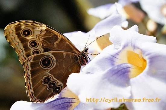 Papillon de nuit sur fleur mauve (orchidée)