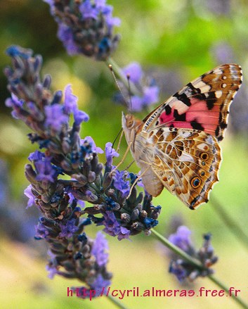 Papillon Belle-Dame sur lavande