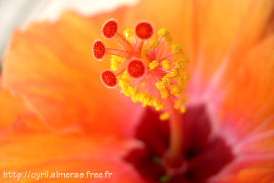 Hibiscus en Macro 