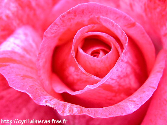 Rose rose marbrée