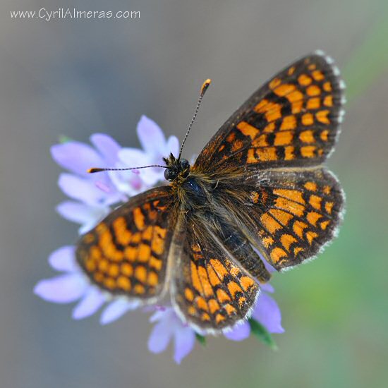 Papillon MÉLITÉE DU MÉLAMPYRE ou DAMIER ATHALIE