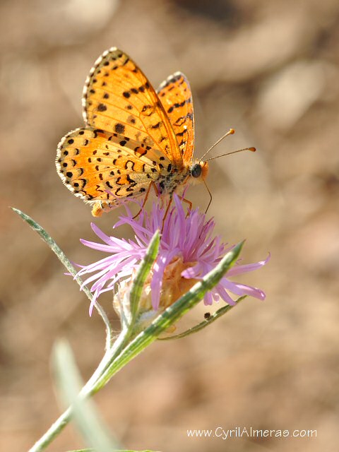 Papillon orange transparence  Le nacré de la Ronce