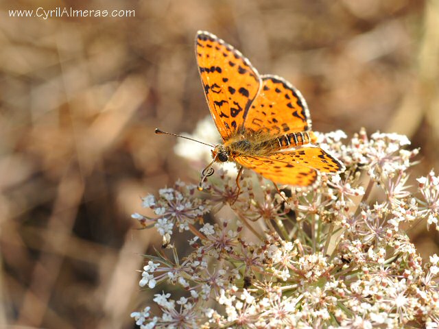 Le nacré de la Ronce   Papillon orange, taches noires