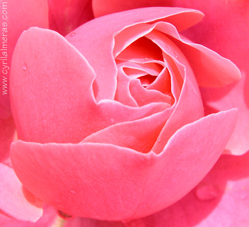 Macrophotographie de coeur de rose