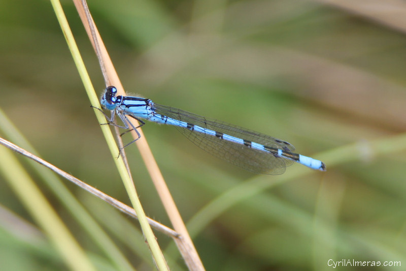 3463 Libellule Bleue Et Noire