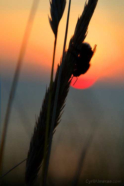 insecte brin herbe soleil couchant